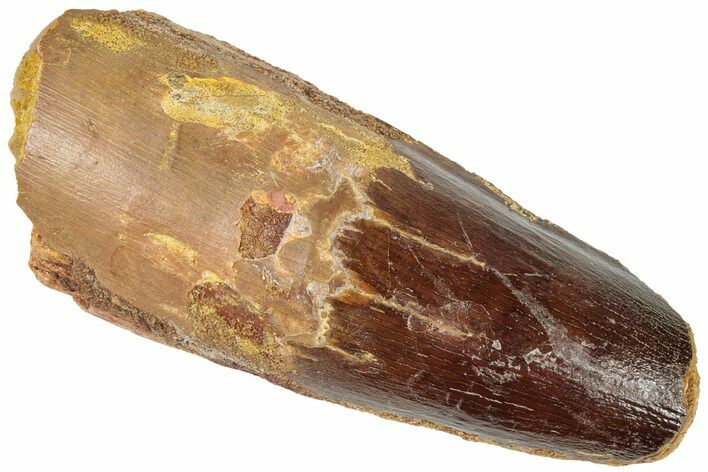 Fossil Spinosaurus Tooth - Robust Tooth #311798